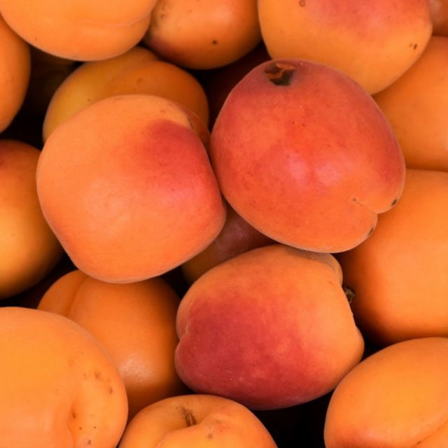 Apricot