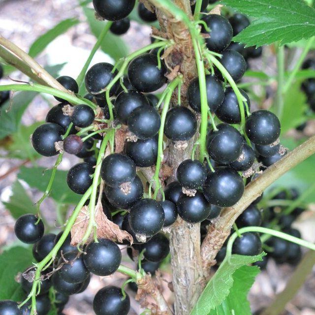 Blackcurrant
