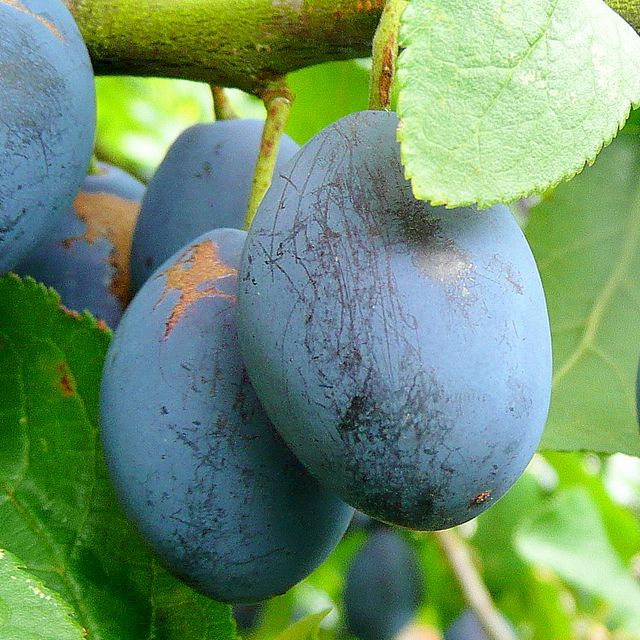 Damson