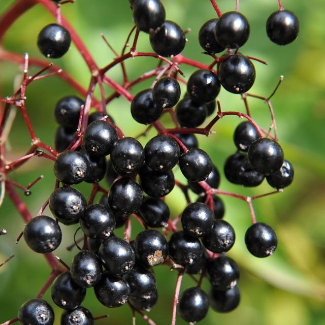 Elderberry
