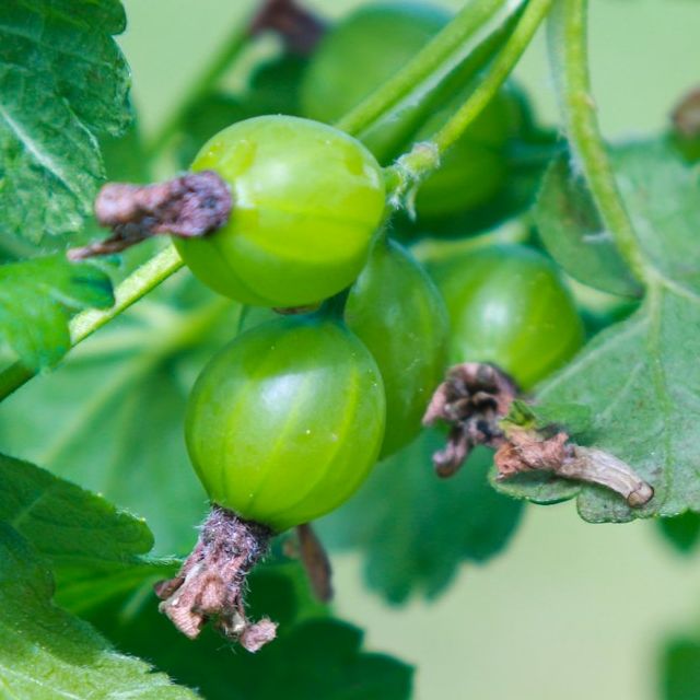 Gooseberry