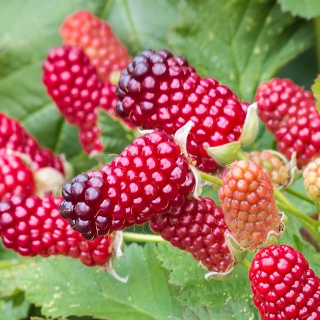 Loganberry