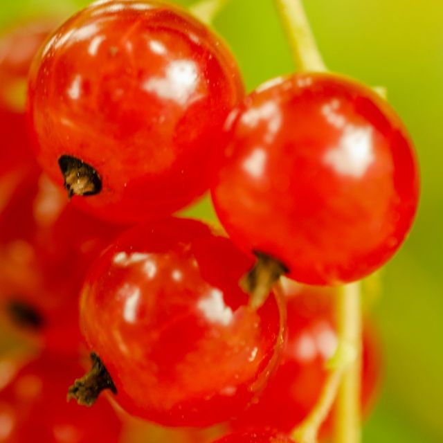 Redcurrant