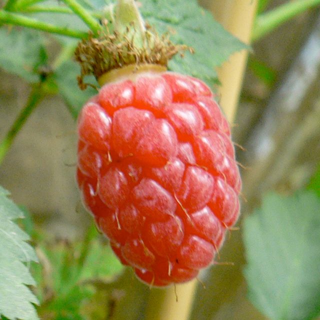Tayberry